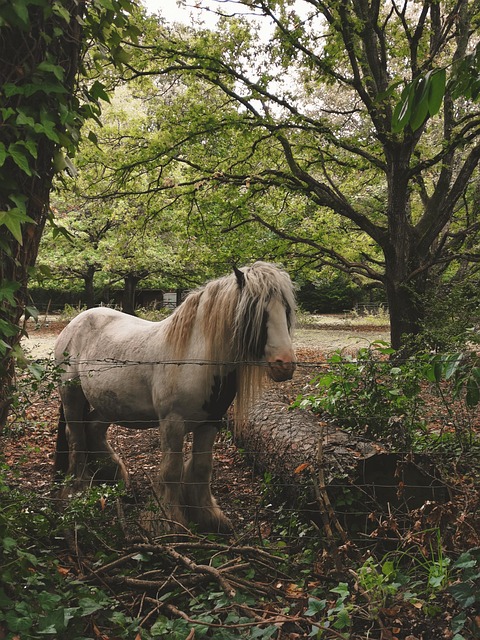 No-Climb Horse Fences by Fence Right Inc: Safe Equine Solutions Ontario