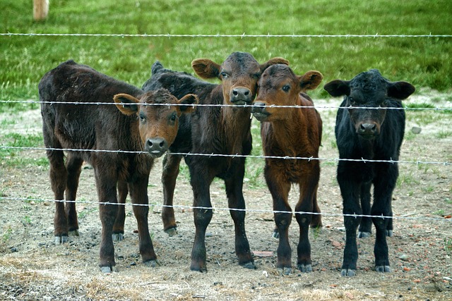 Ontario Farm Fencing Contractors: Expert Installation and Maintenance Guide