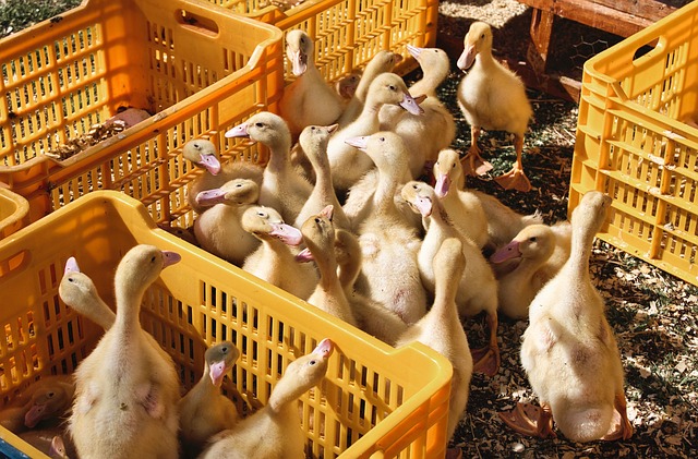Grey-Bruce Ontario Farms for Sale