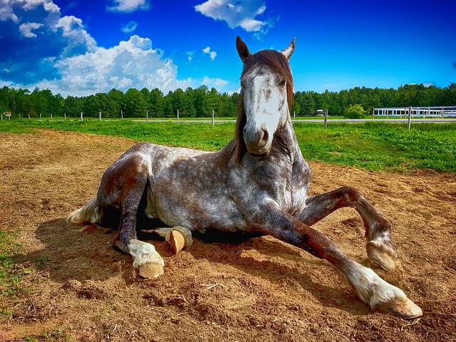 Finding Hobby Farms in Grey-Bruce: Areas, Trends & Benefits