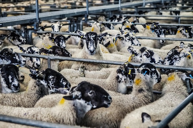 Grey-Bruce Ontario Farms for Sale