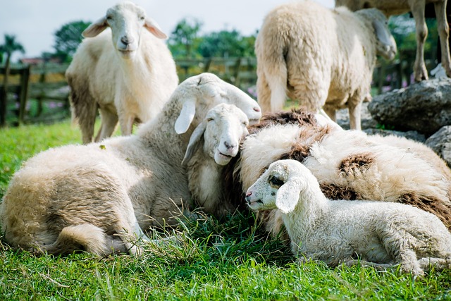 Grey-Bruce Ontario Farms for Sale