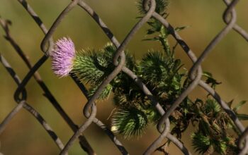 chain-link-fence-in-barrie-640x480-71105345.jpeg