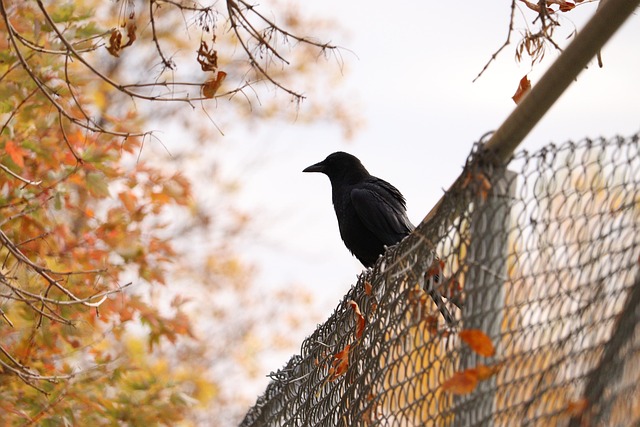 Effective Livestock Fencing Solutions for Ontario Farms