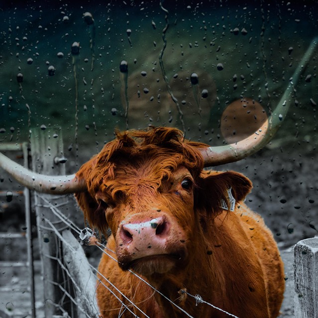 Top Farm Fence Options in Ontario: Durable Security Choices