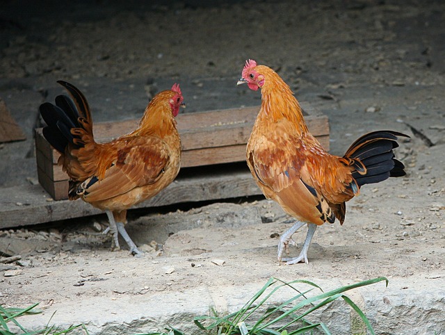 Grey-Bruce Farms for Sale
