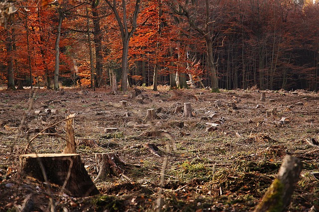 Unlocking Ontario’s Lot Clearing Costs: Expert Guide