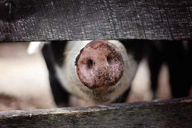 Secure Enclosures: Best Horse Fence Panels for Ontario Farms