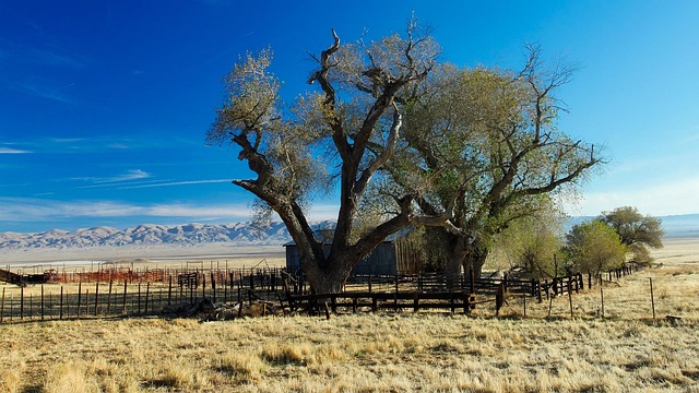 Elevate Your Ontario Farm: Stylish Ranch Fencing Guide