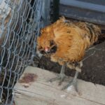 fence-for-farms-640x480-33212433.jpeg