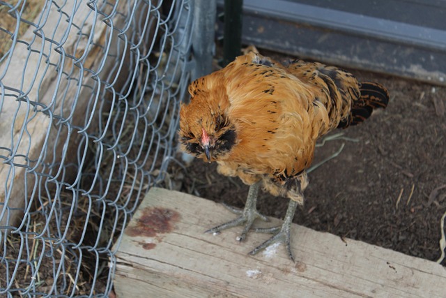 Eco-Friendly Fencing for Farms: Sustainable Solutions and Tips