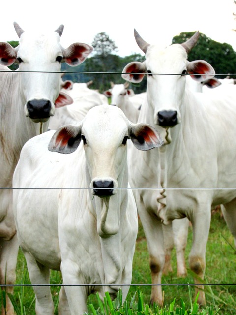 Secure Your Farm: Top Fence Options and Installation Tips in Ontario