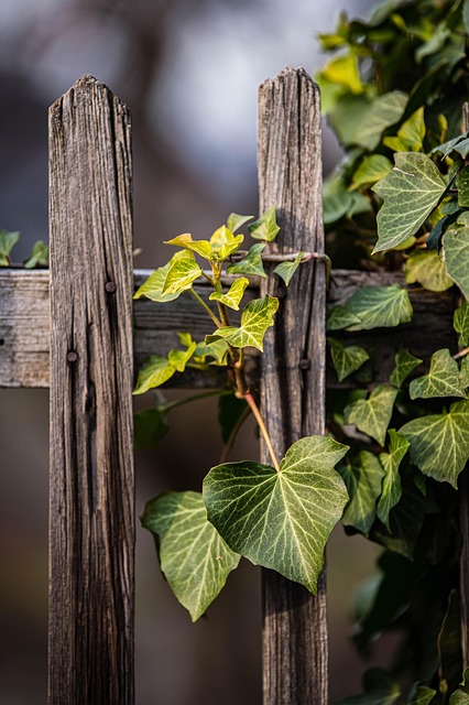 Ontario’s Top Farms Fence Choices: Style, Durability, Local Pros