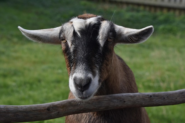 Building Durable Farm Fences in Ontario: 5 Steps