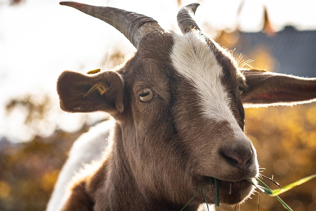 Revolutionize Farm Enclosures with Portable Fencing Farms
