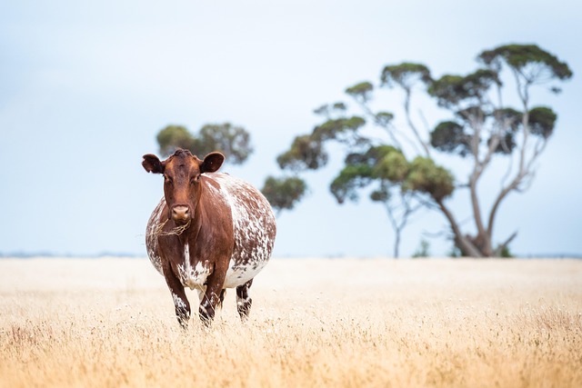 Source Quality Fencing Supplies: Farm Stores & Online Marketplaces