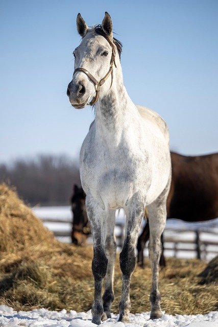 Grey-Bruce Ontario Farms for Sale